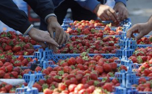 Жители Нагорного района смогут купить ягоды по двум адресам