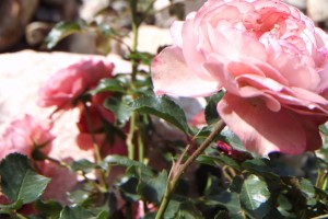 Тысячи роз высадят в «Лужниках» этой весной