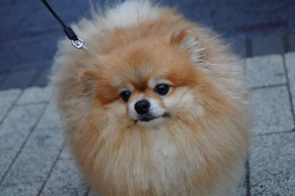 Школа №1450 «Олимп» объявила о старте ежегодной акции «Лохматая душа». Фото: Анна Быкова, «Вечерняя Москва»