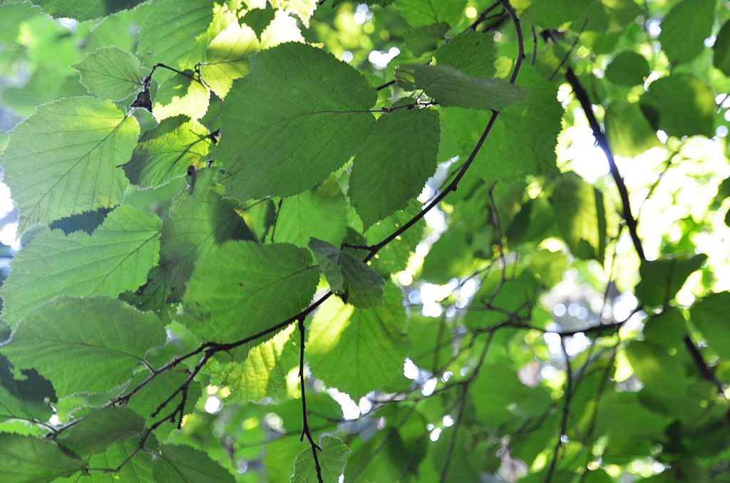Лекция «Варшавка и ее окрестности» пройдет в галерее-мастерской «Варшавка». Фото: Анна Быкова, «Вечерняя Москва»