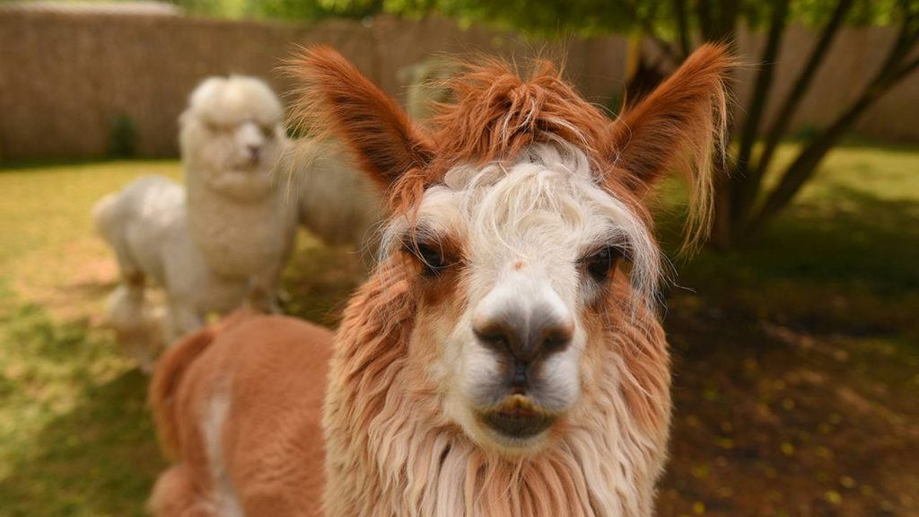 Экскурсию по ферме альпак проведут для участников «Московского долголетия». Фото: Александр Кожохин, «Вечерняя Москва»