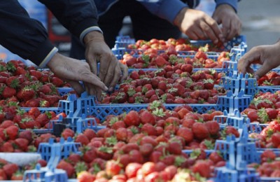 Жители Нагорного района смогут купить ягоды по двум адресам