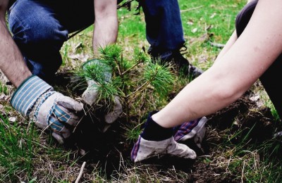 В девяти округах Москвы по просьбе «активных граждан» высадят более 65 тысяч деревьев и кустарников