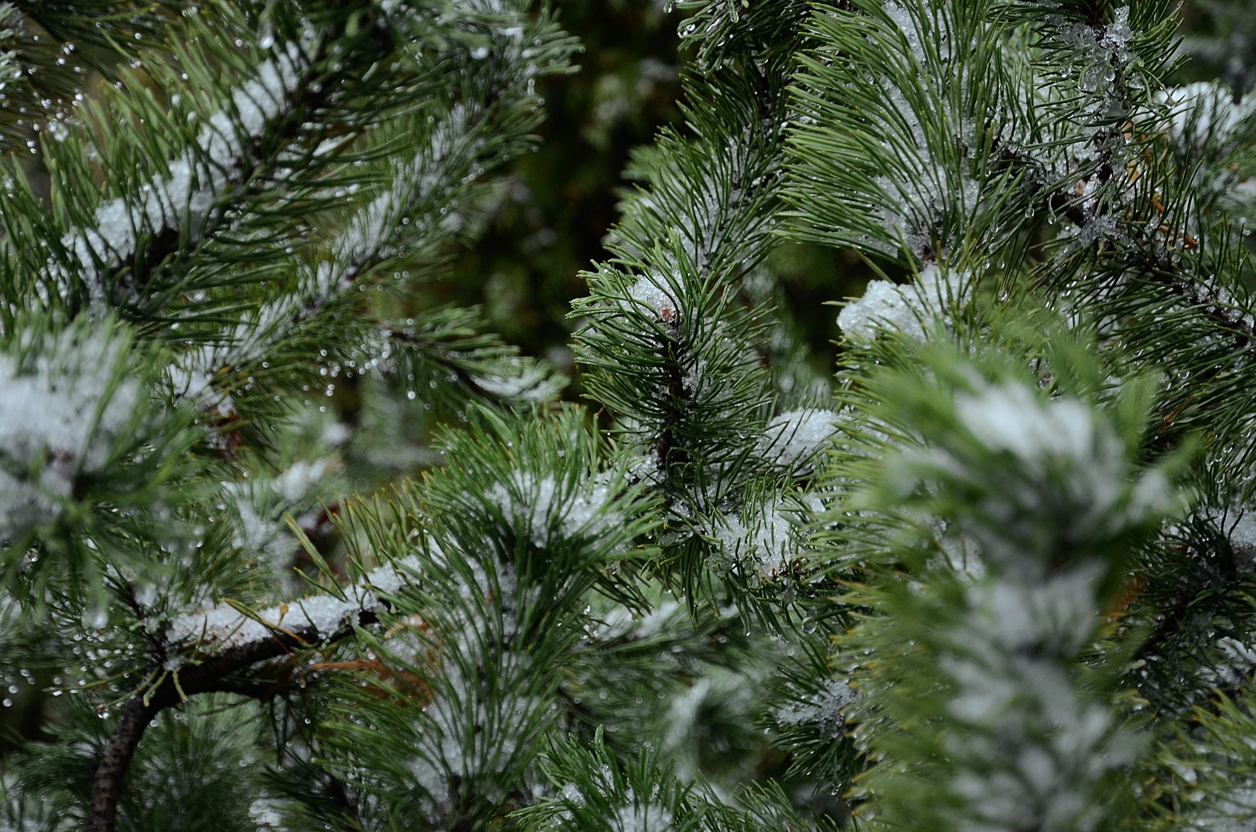 Экологичное потребление, или Пункты приема елок будут работать до 25 февраля. Фото: Анна Быкова, «Вечерняя Москва»