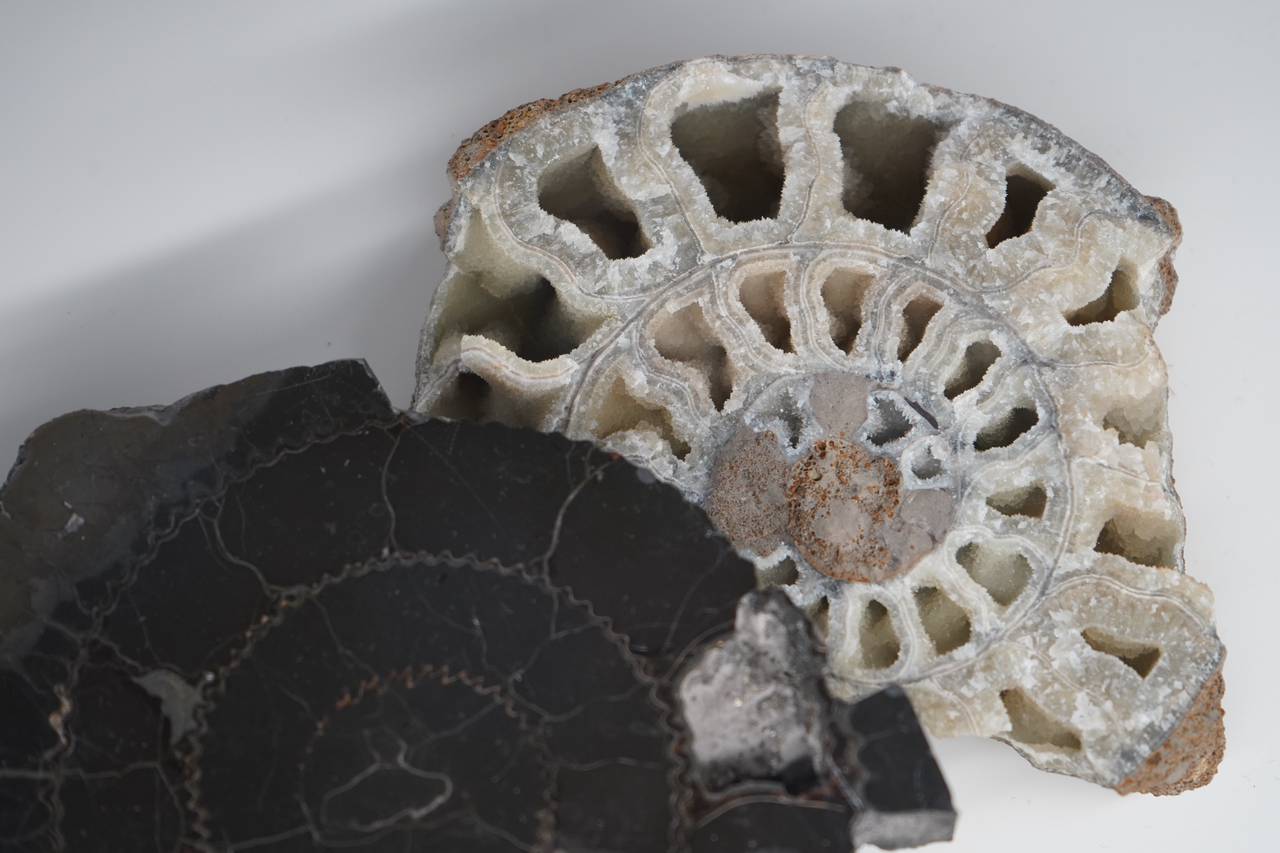 Ученики школы №1862 приняли участие в палеонтологических раскопках в Геологическом музее. Фото: Анна Быкова, «Вечерняя Москва»